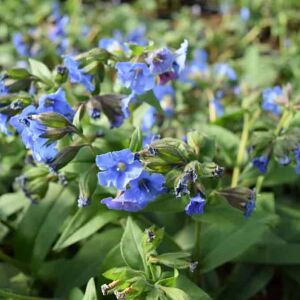 Pulmonaria 'Blue Ensign' ---